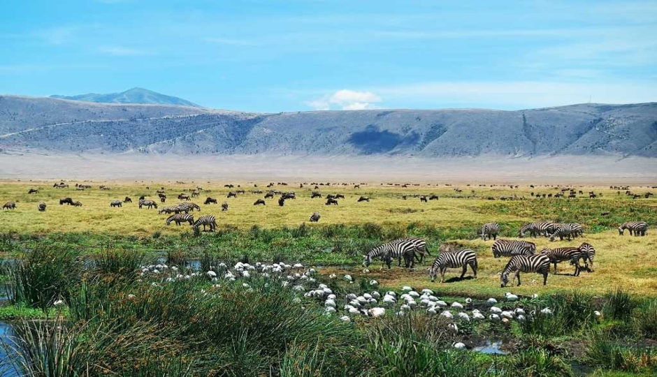 Actual image number 9 for slideshow images, displaying 29 tanzania safari images