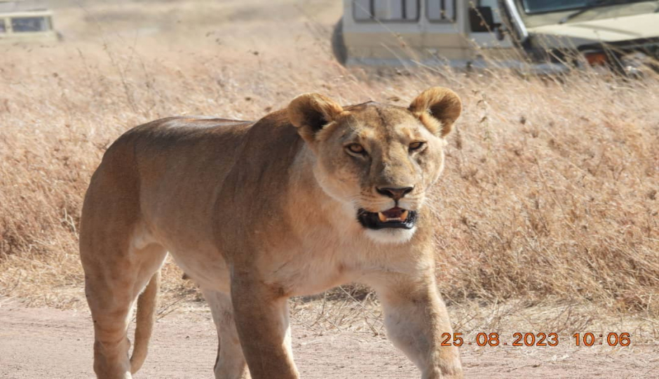 Actual image number 4 for slideshow images, displaying 24 tanzania safari images