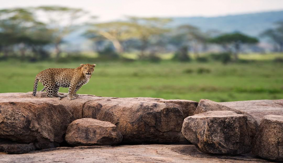 Actual image number 4 for slideshow images, displaying 24 tanzania safari images