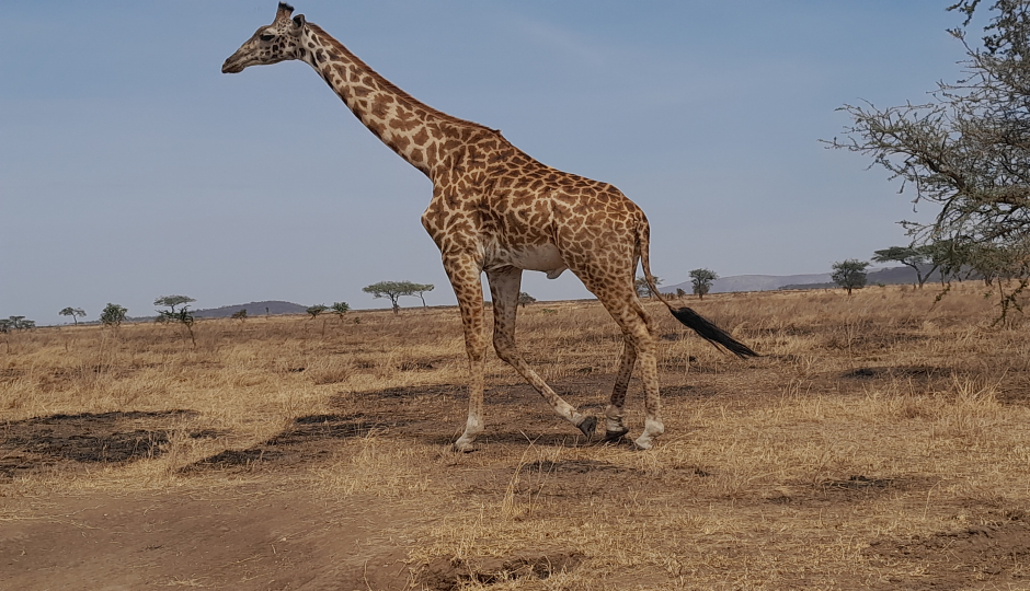 Actual image number 8 for slideshow images, displaying 28 tanzania safari images