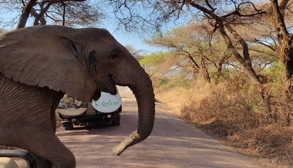Actual image number 4 for slideshow images, displaying 24 tanzania safari images