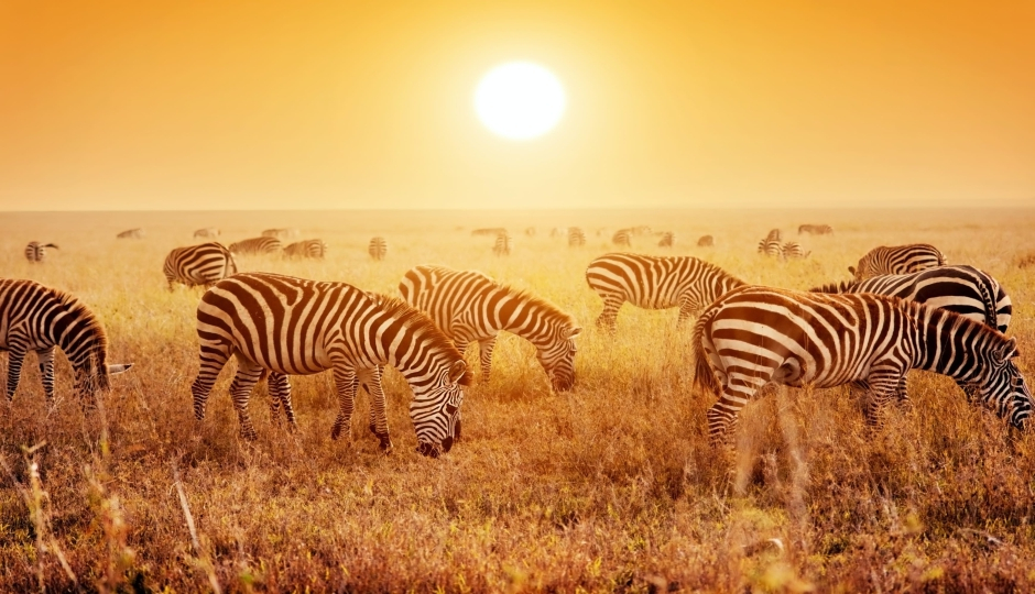 Actual image number 11 for slideshow images, displaying 31 tanzania safari images