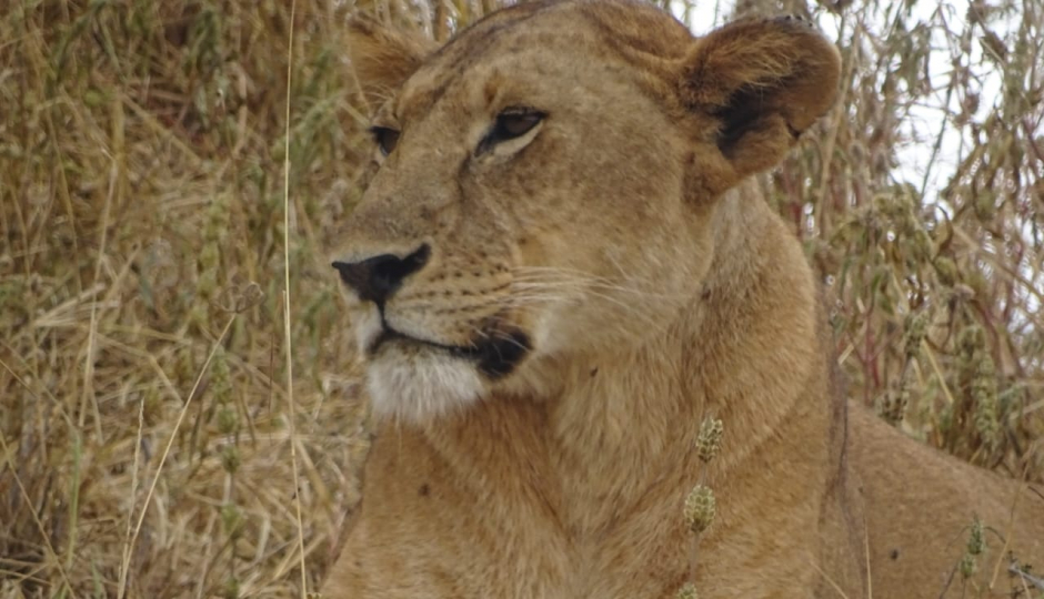 Actual image number 10 for slideshow images, displaying 30 tanzania safari images