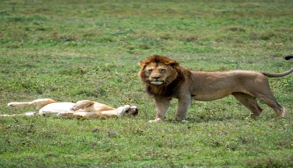 Random image number 1 showcasing tanzania safari image gallery placeholder