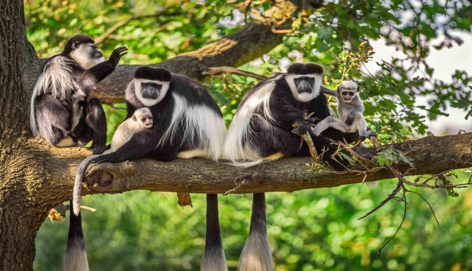 Actual image number 7 for slideshow images, displaying 27 tanzania safari images