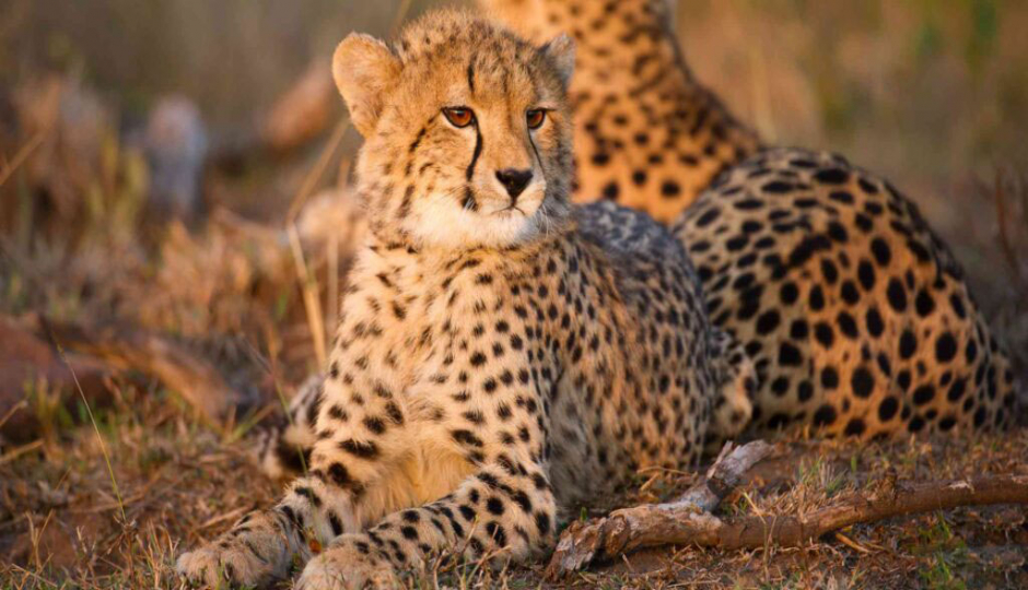 Actual image number 19 for slideshow images, displaying 39 tanzania safari images