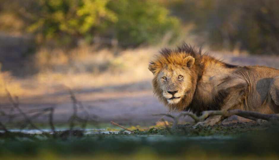 Actual image number 16 for slideshow images, displaying 36 tanzania safari images