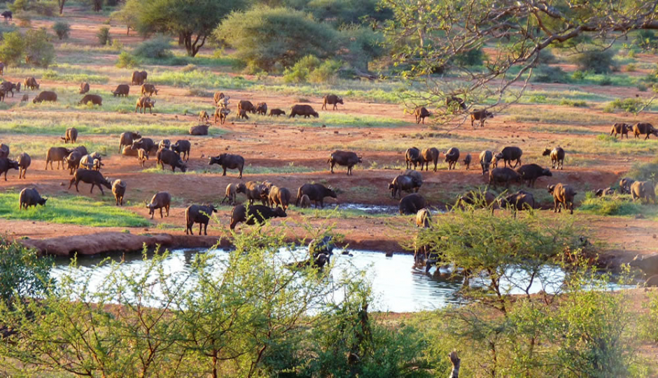 Actual image number 20 for slideshow images, displaying 40 tanzania safari images