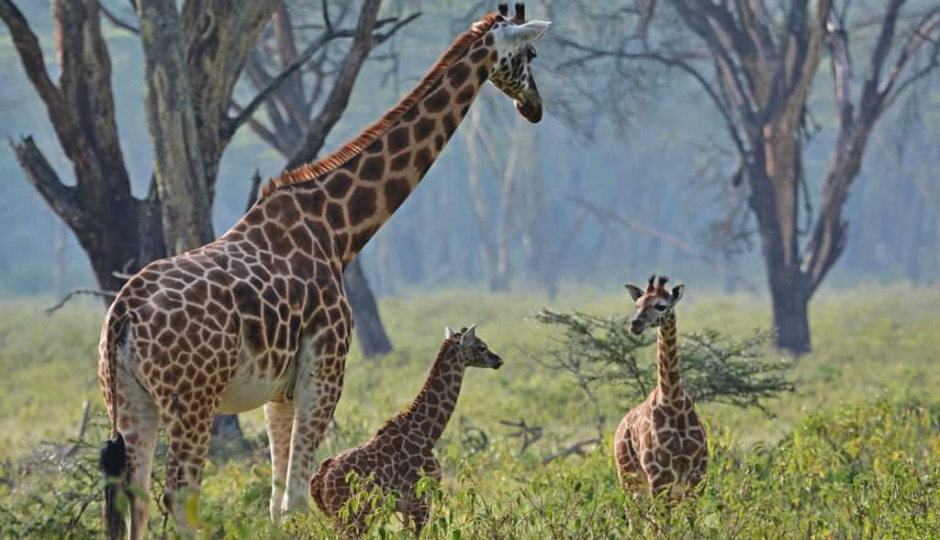 Random image number 2 showcasing tanzania safari image gallery placeholder
