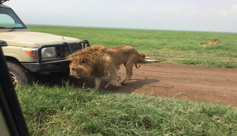 Actual image number 14 for slideshow images, displaying 34 tanzania safari images