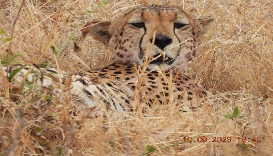 Actual image number 16 for slideshow images, displaying 36 tanzania safari images