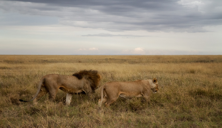 Random image number 3 showcasing tanzania safari image gallery placeholder