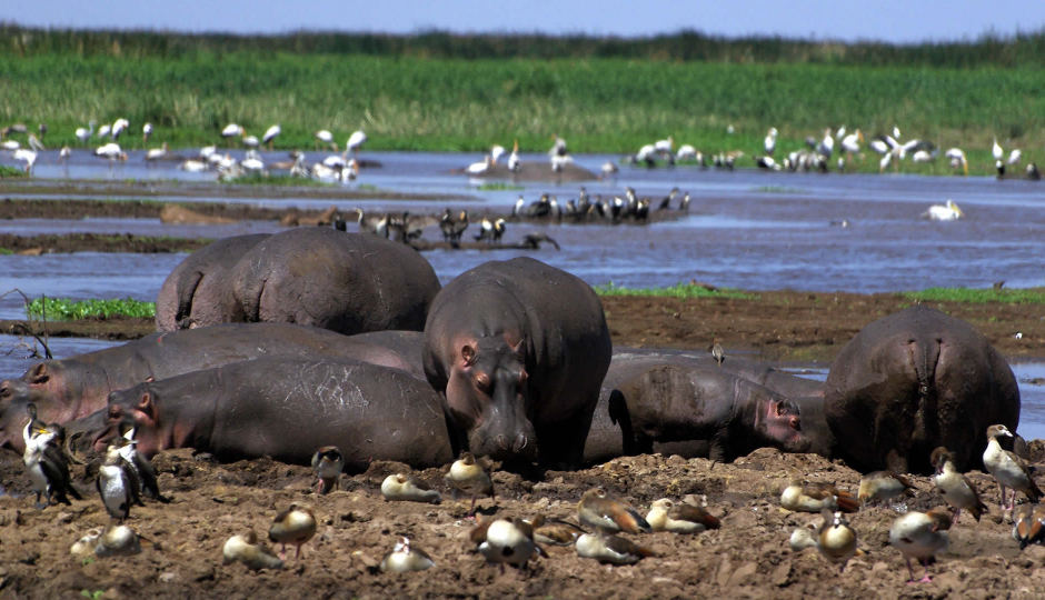 Actual image number 17 for slideshow images, displaying 37 tanzania safari images