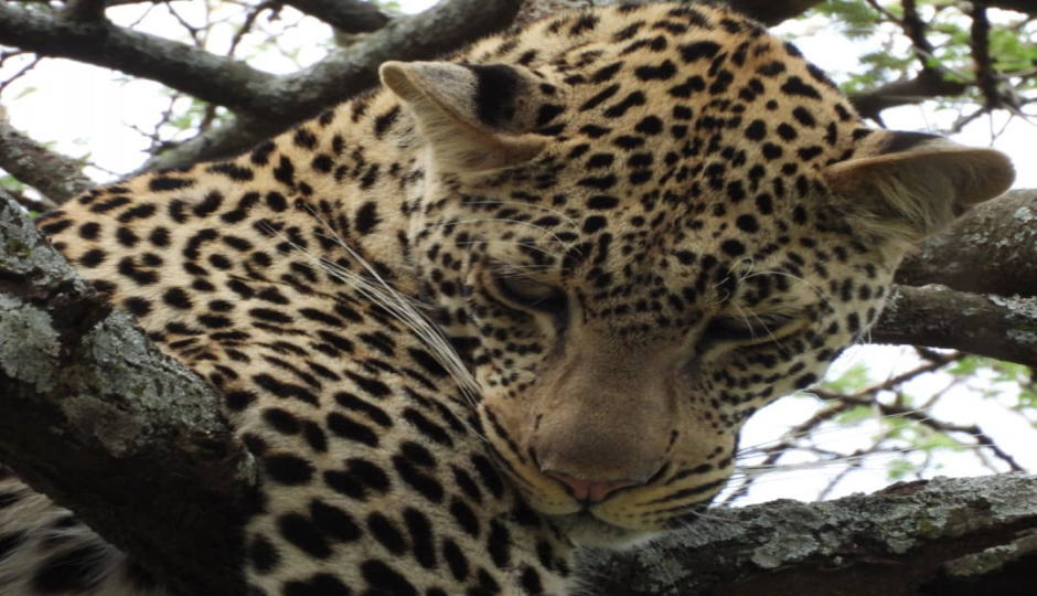 Actual image number 17 for slideshow images, displaying 37 tanzania safari images