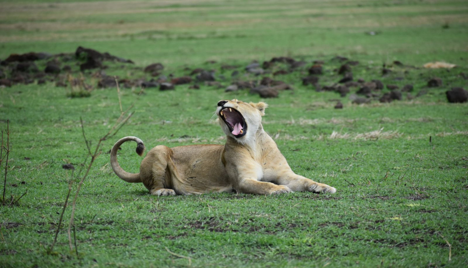 Random image number 6 showcasing tanzania safari image gallery placeholder