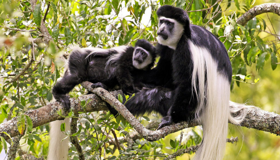 Actual image number 17 for slideshow images, displaying 37 tanzania safari images