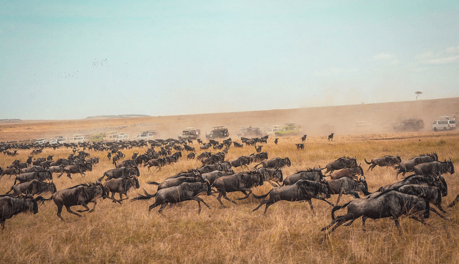 Actual image number 8 for slideshow images, displaying 28 tanzania safari images