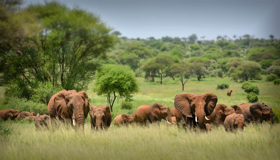 Random image number 1 showcasing tanzania safari image gallery placeholder