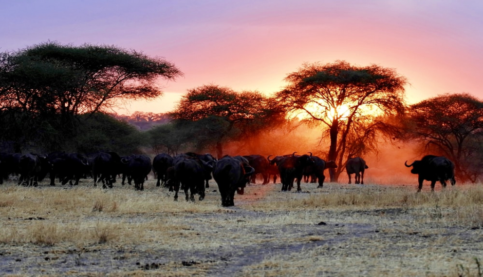 Actual image number 13 for slideshow images, displaying 33 tanzania safari images