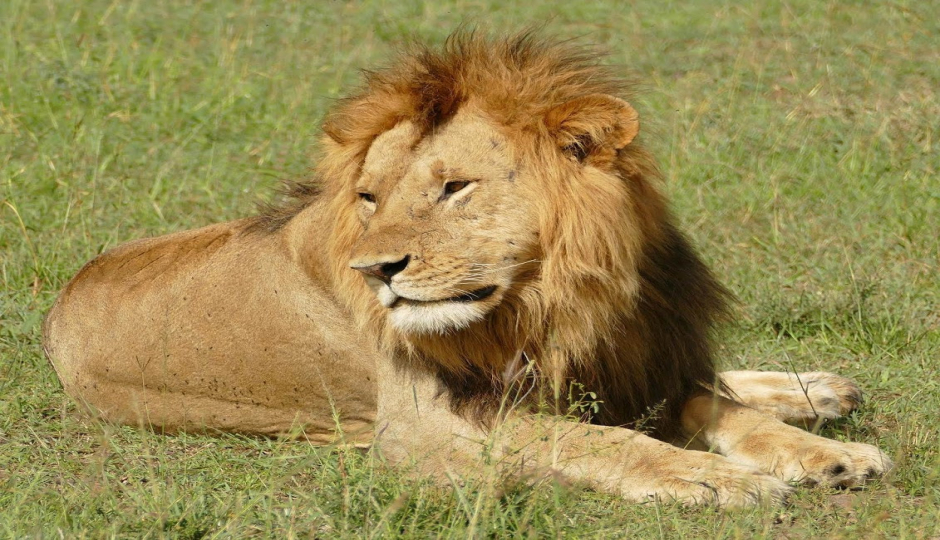 Actual image number 2 for slideshow images, displaying 22 tanzania safari images