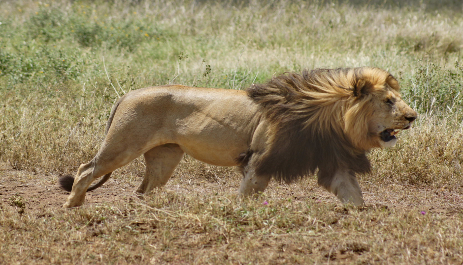 Actual image number 3 for slideshow images, displaying 23 tanzania safari images