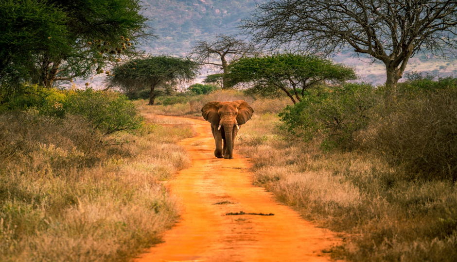 Actual image number 17 for slideshow images, displaying 37 tanzania safari images