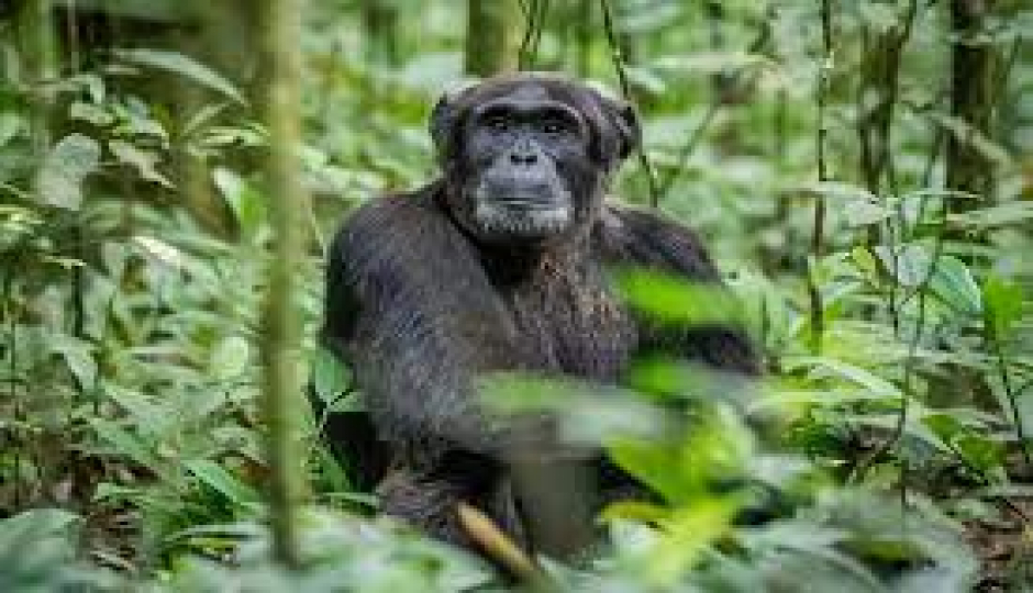 Actual image number 9 for slideshow images, displaying 29 tanzania safari images