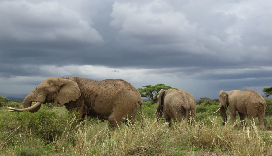 Actual image number 13 for slideshow images, displaying 33 tanzania safari images