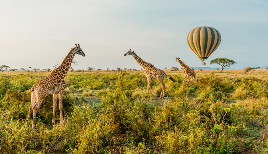 Actual image number 20 for slideshow images, displaying 40 tanzania safari images