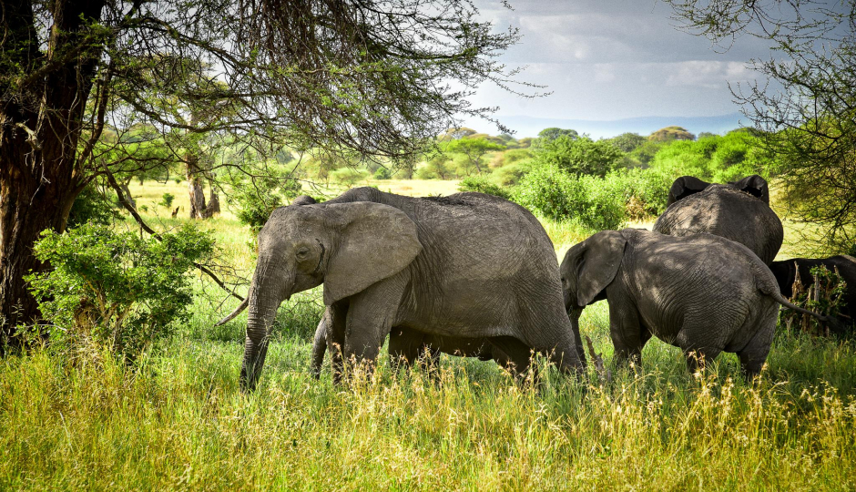 Actual image number 13 for slideshow images, displaying 33 tanzania safari images