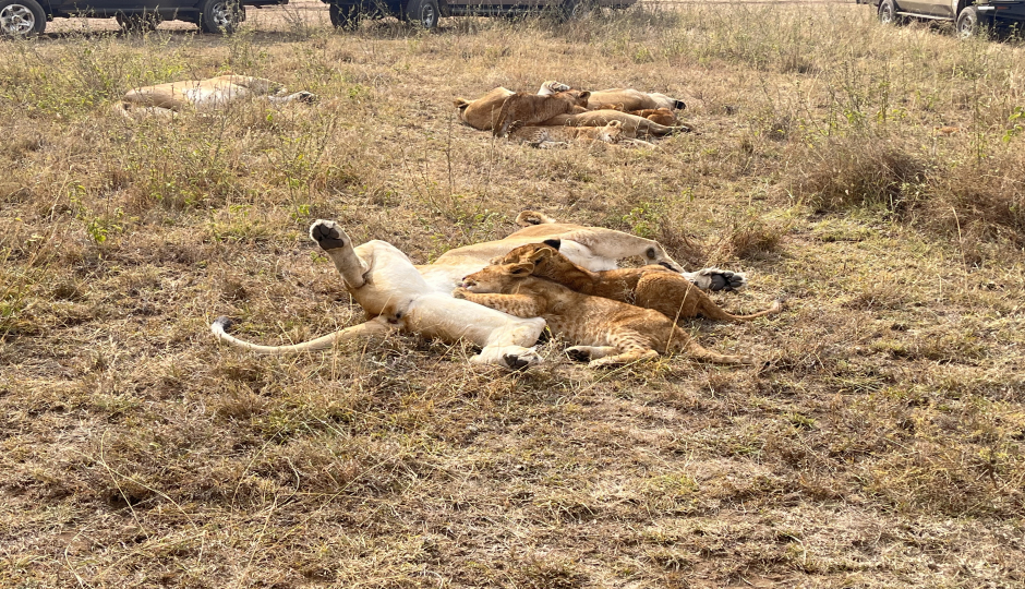 Random image number 6 showcasing tanzania safari image gallery placeholder