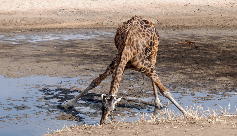 Actual image number 8 for slideshow images, displaying 28 tanzania safari images