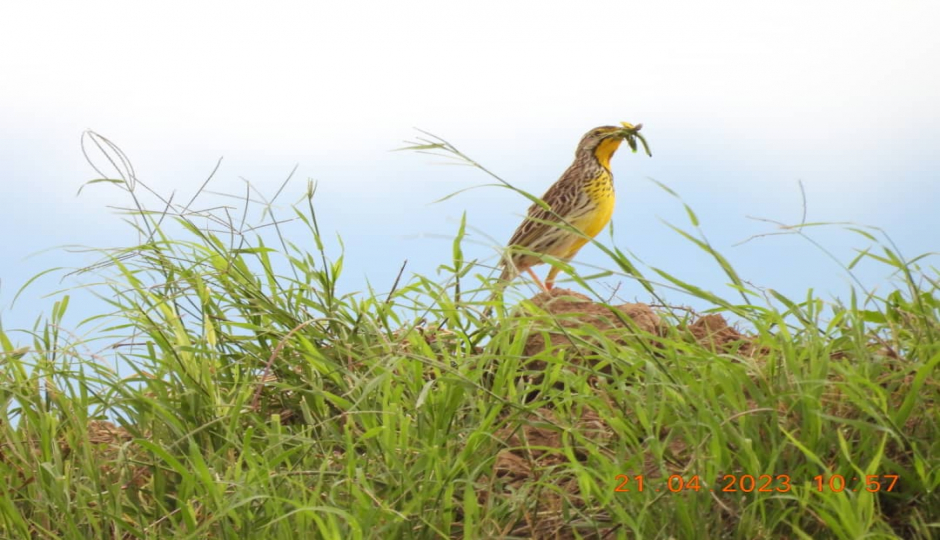 Actual image number 19 for slideshow images, displaying 39 tanzania safari images