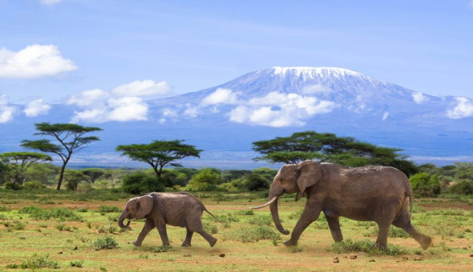 Actual image number 12 for slideshow images, displaying 32 tanzania safari images