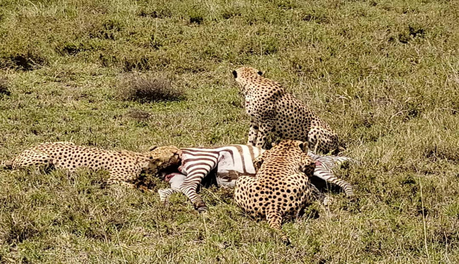 Actual image number 7 for slideshow images, displaying 27 tanzania safari images