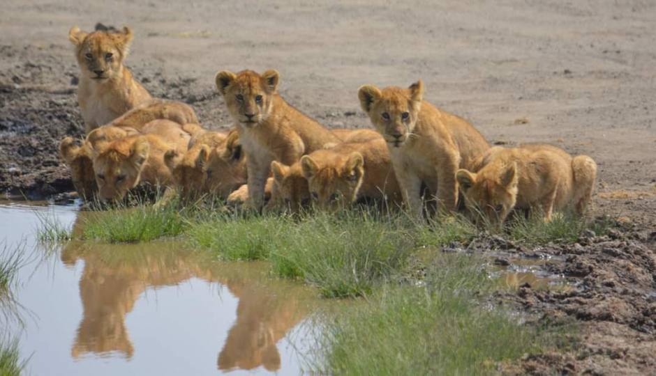 Actual image number 3 for slideshow images, displaying 23 tanzania safari images