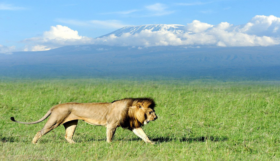 Actual image number 15 for slideshow images, displaying 35 tanzania safari images