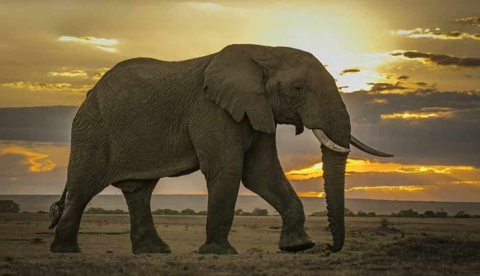 Actual image number 2 for slideshow images, displaying 22 tanzania safari images