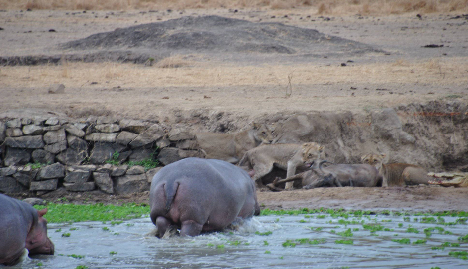 Actual image number 18 for slideshow images, displaying 38 tanzania safari images