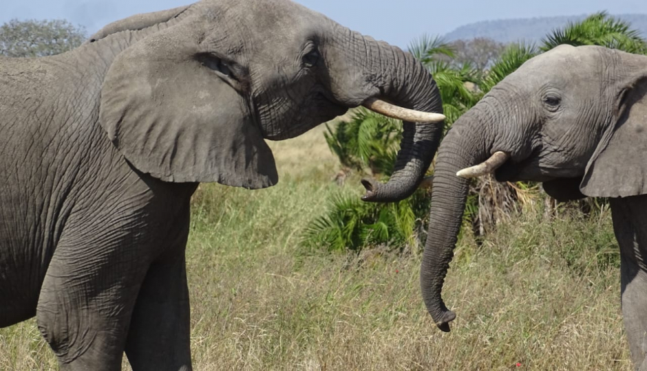 Actual image number 7 for slideshow images, displaying 27 tanzania safari images