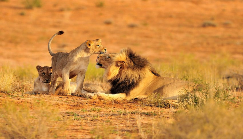 Actual image number 20 for slideshow images, displaying 40 tanzania safari images