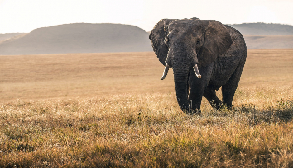 Actual image number 15 for slideshow images, displaying 35 tanzania safari images