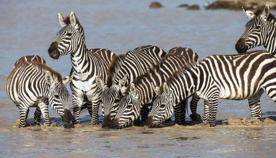 Actual image number 8 for slideshow images, displaying 28 tanzania safari images