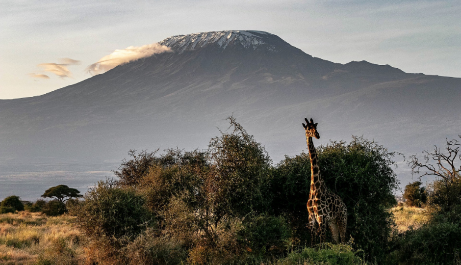 Random image number 6 showcasing tanzania safari image gallery placeholder