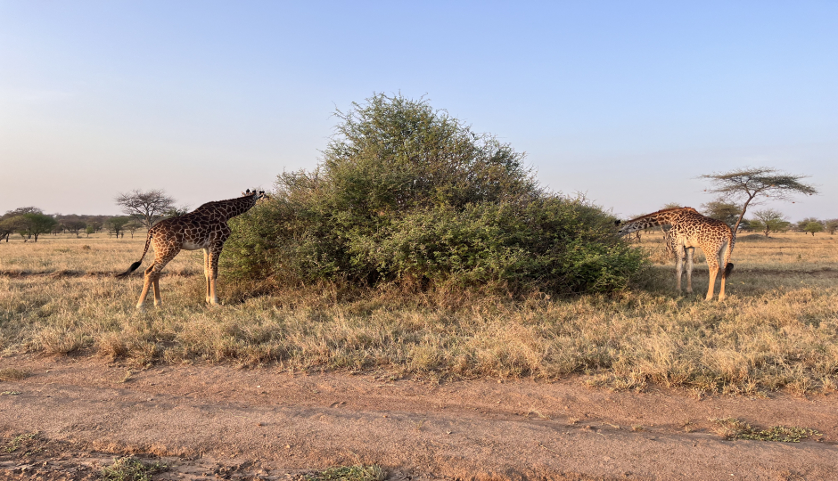 Thumb Nail Image: 4 What is a Reasonable Tanzania Safari Itinerary?