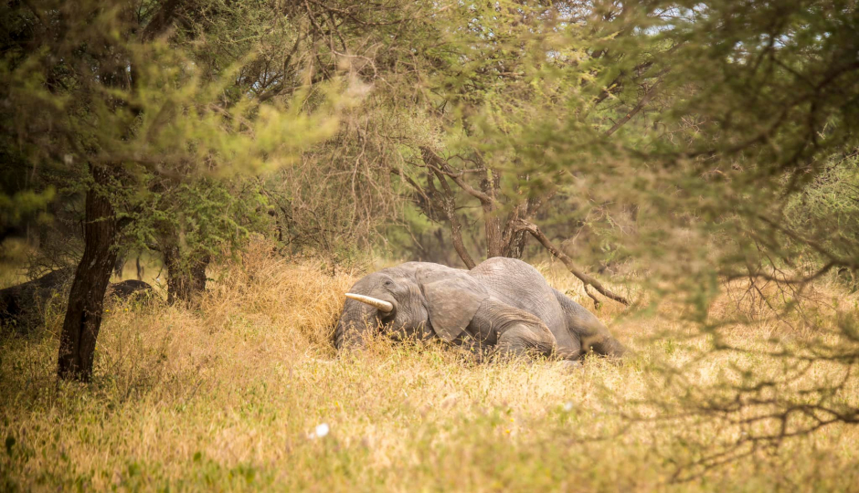 Thumb Nail Image: 2 Discovering the Best National Parks to Visit in Tanzania
