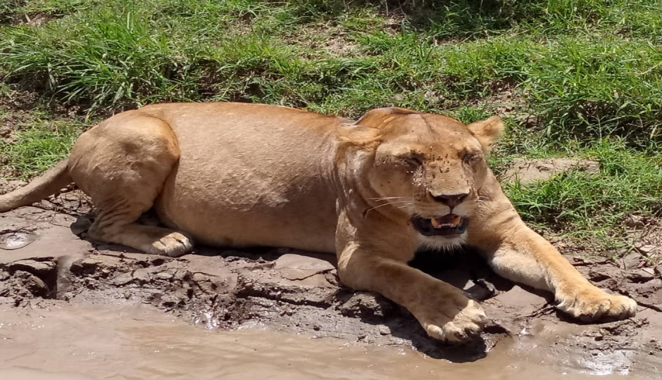 Random image number 5 showcasing tanzania safari image gallery placeholder