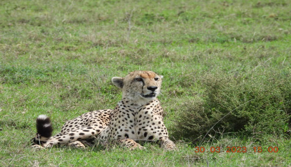 Thumb Nail Image: 2 The Ultimate Adventure - Climbing Kilimanjaro and Safari in Tanzania