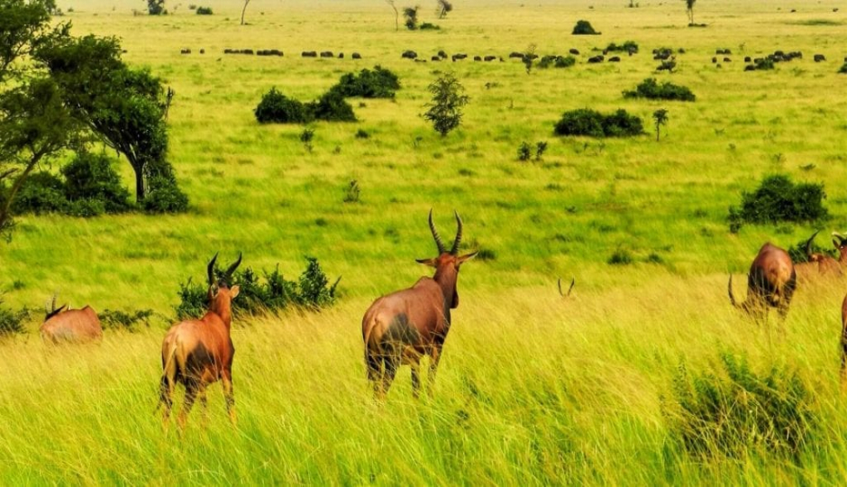 Actual image number 10 for slideshow images, displaying 30 tanzania safari images