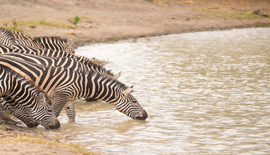 Actual image number 4 for slideshow images, displaying 24 tanzania safari images